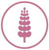Lupine
